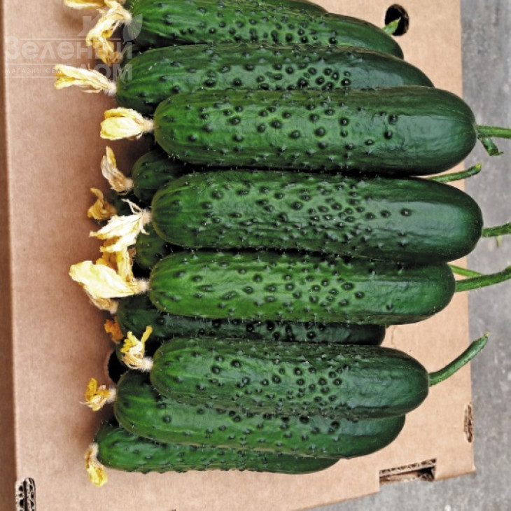 Спіно F1 / Spino F1,36-40 днів фото 2