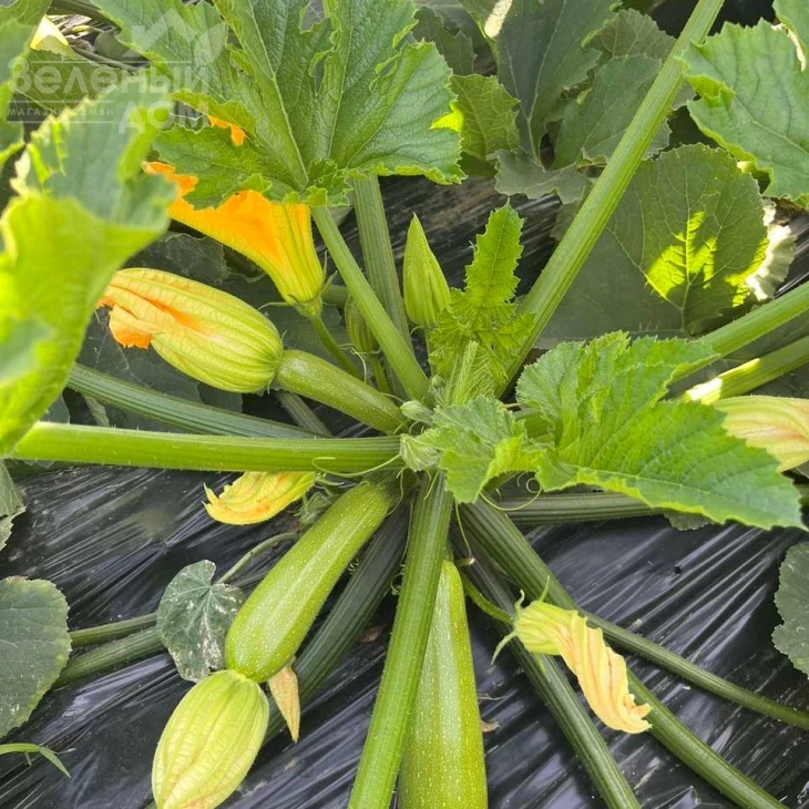 Инесса F1 / Inessa F1 фото 3