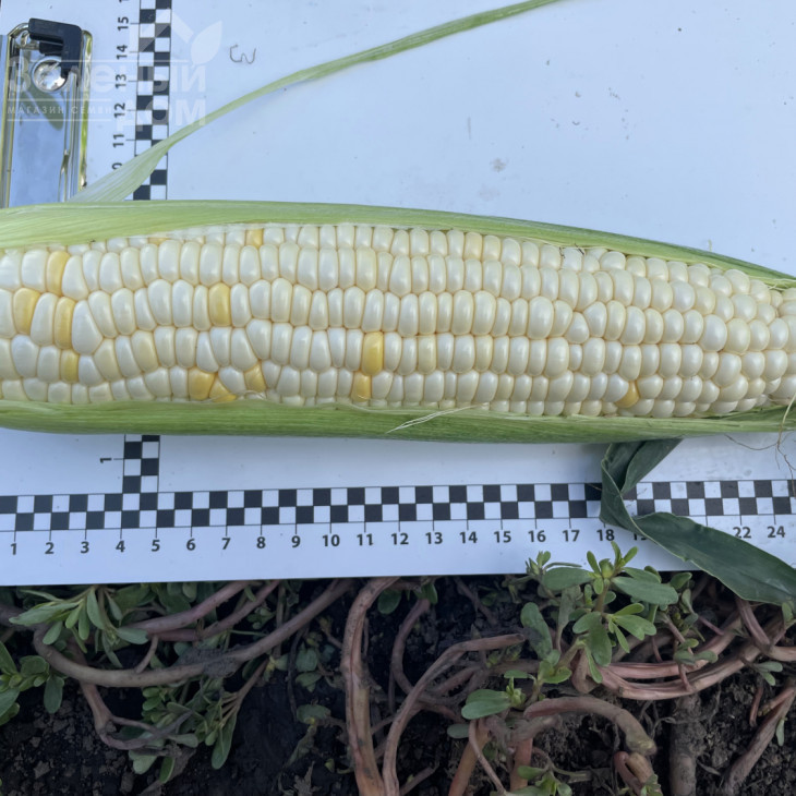 Вайт Туз F1 / White Tuz F1, 65-67 днів фото 3