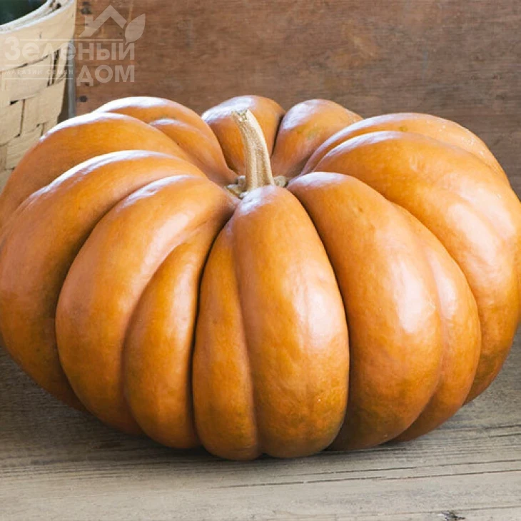 Мускат де Прованс / Muskat de Provans  фото 2