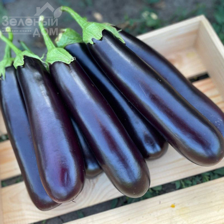 Дар F1 / Dar F1, 55-60 днів фото 3