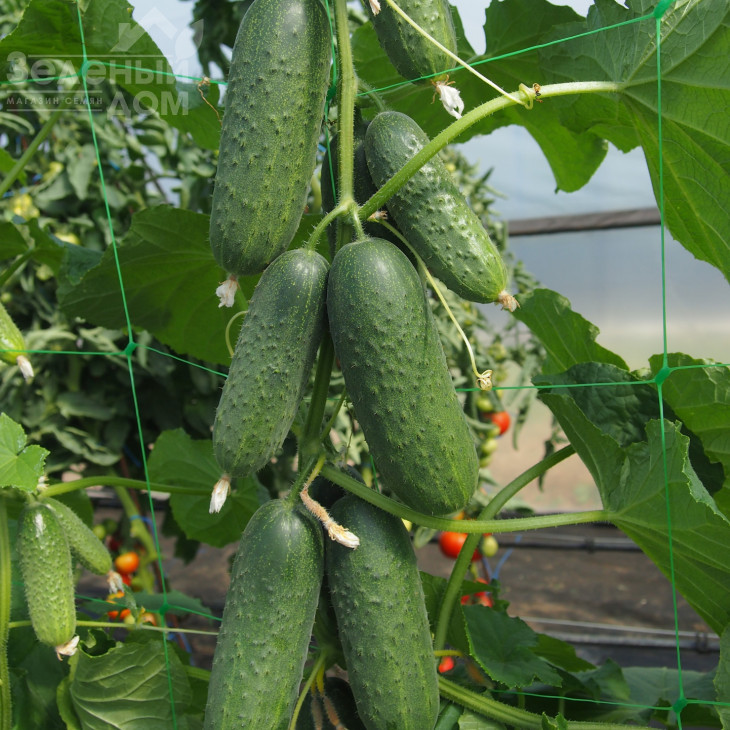 Герміна F1 / Germina F1 фото 1