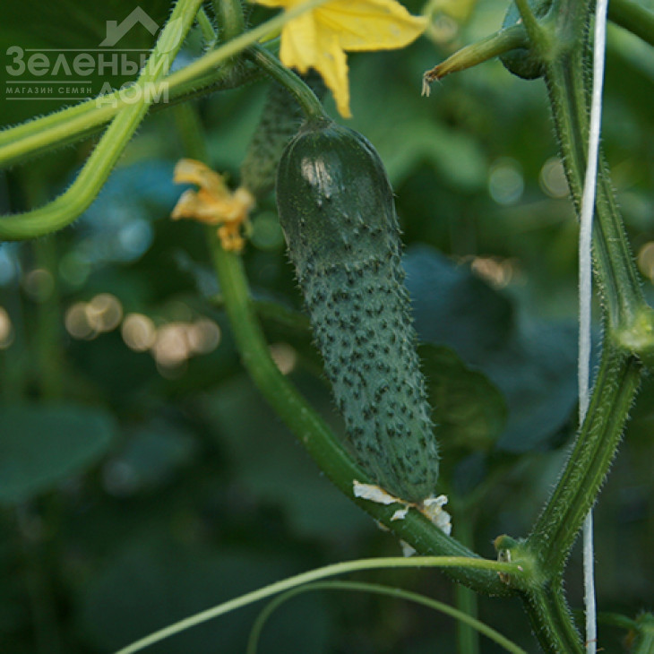 Ронел F1 / Ronell F1 фото 1