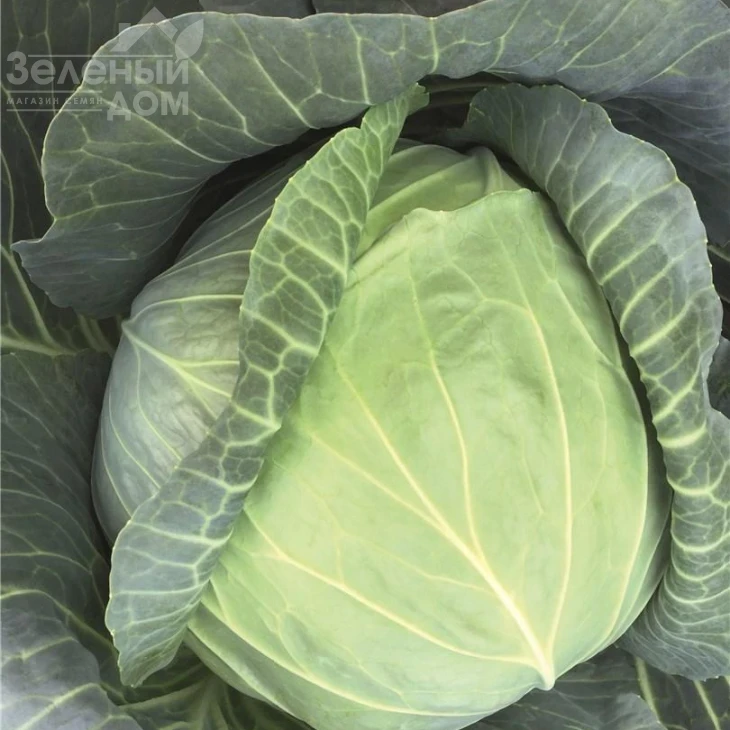 Репорт F1 / Report F1,118-120 дней фото 3