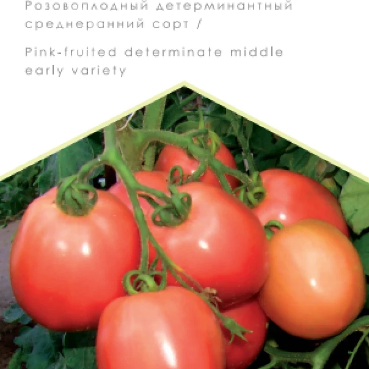 Новичок розовый / Novichok rozovyy, 100-115 дней фото 1
