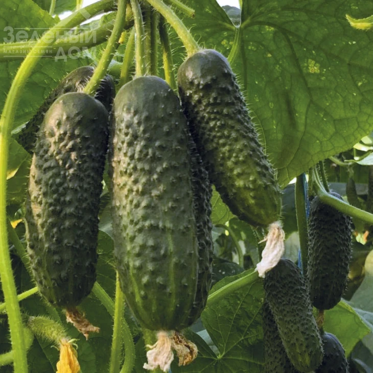 Манифест F1 / Manifest F1 фото 1