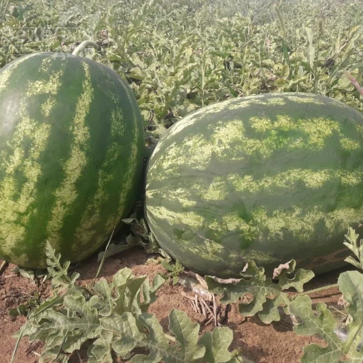 Миракл F1 / Miracle F1,58-60 дней фото 1