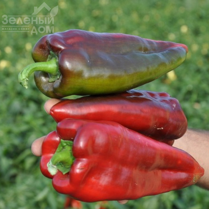 Редкан F1 / Redkan F1,76 днів фото 1