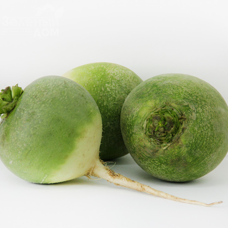 Ніка / Nika,60-70 днів фото 2