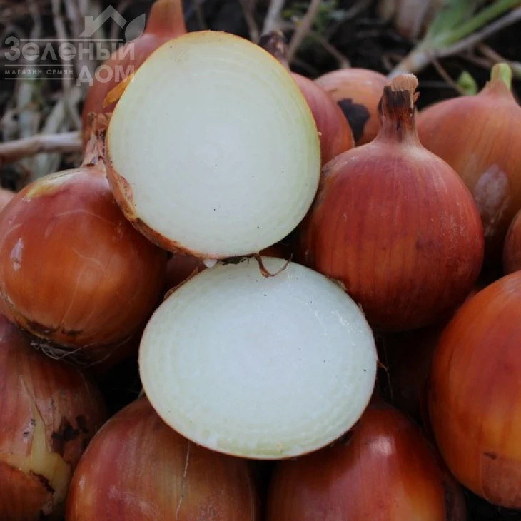 Каоба F1 / Caoba F1,110-115 дней фото 1