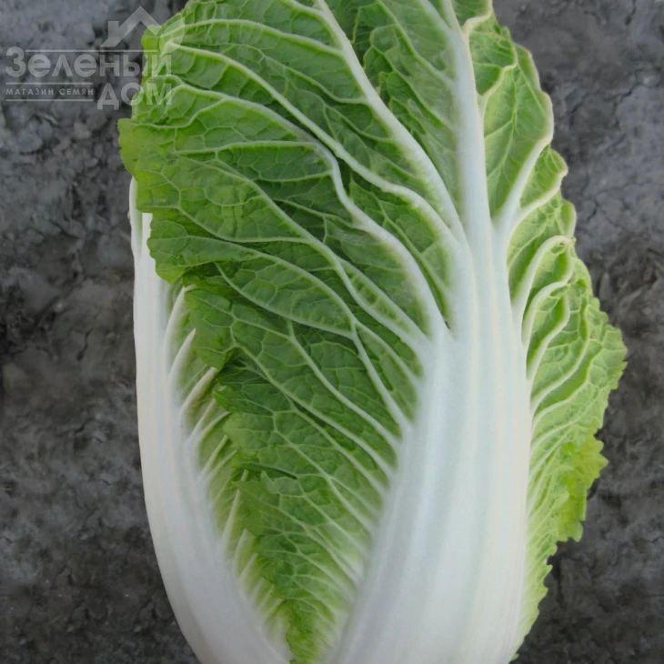 Пацифико F1 / Pacifico F1,67-72 дня фото 2