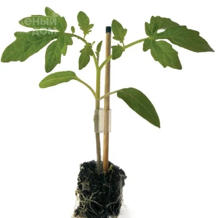 Пелопс F1 / Pelops F1 фото 1