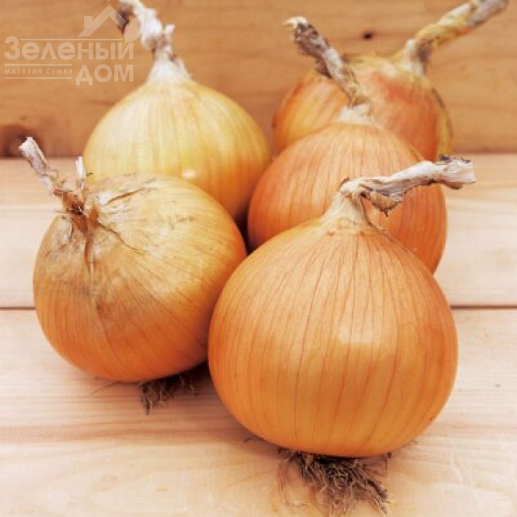 Рекс F1 / Reks F1,80-85 днів фото 1