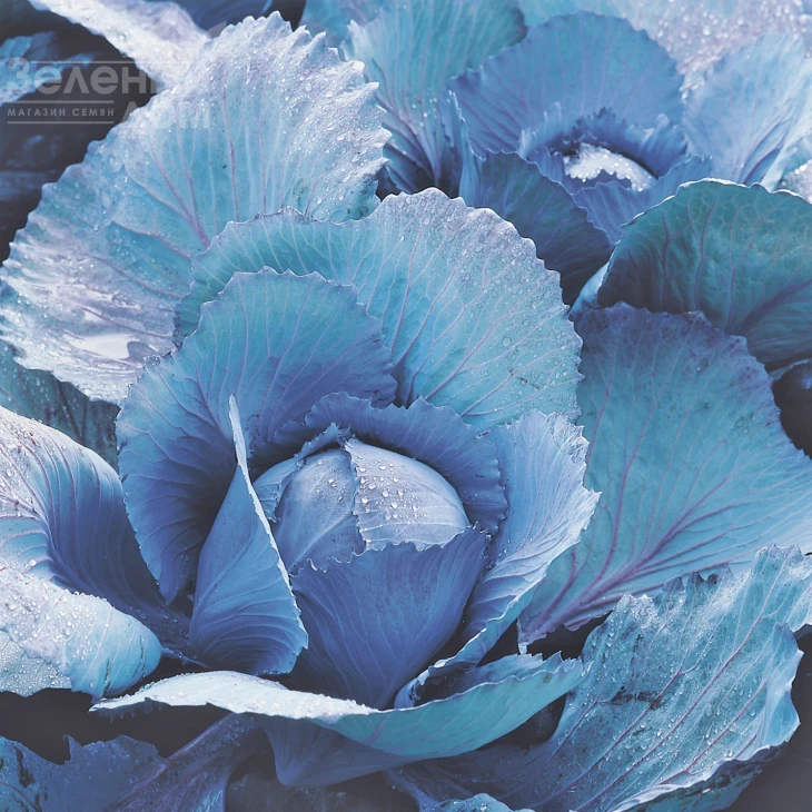 Рескью F1 / Rescue F1,135-140 дней фото 1