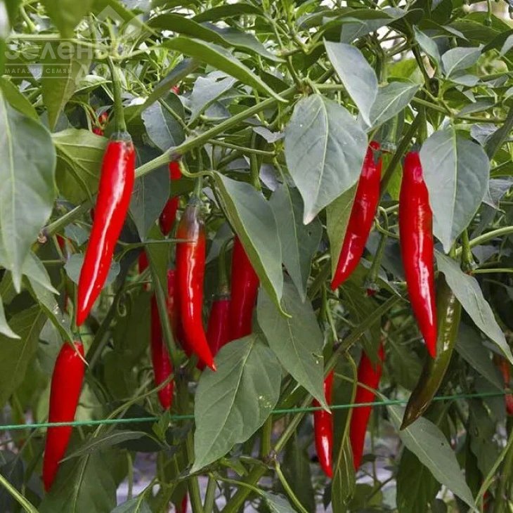 Ред Девил F1 / Red Devil F1,65-70 дней фото 1