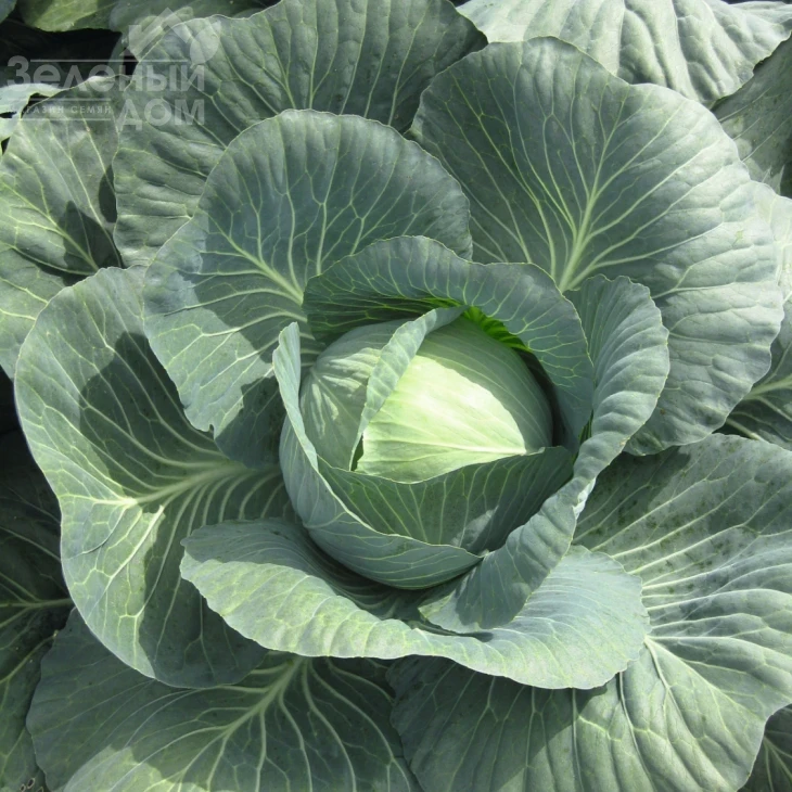 Джубили F1 / Jubilee F1,130 дней фото 2