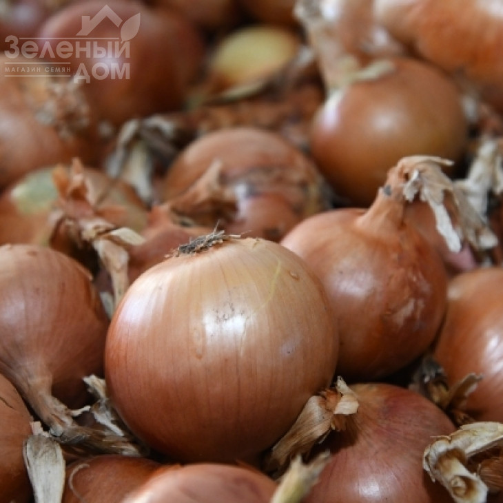 Браун F1 / Brown F1 фото 1