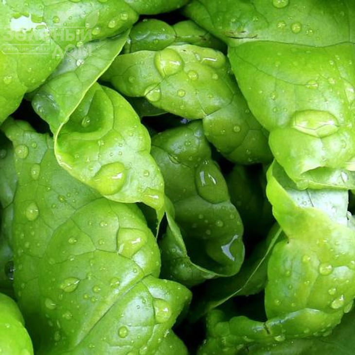 Цезарос / Cezaros фото 1