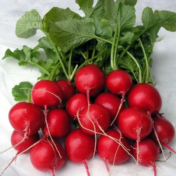 Кварта / Kvarta,30-35 дней фото 1