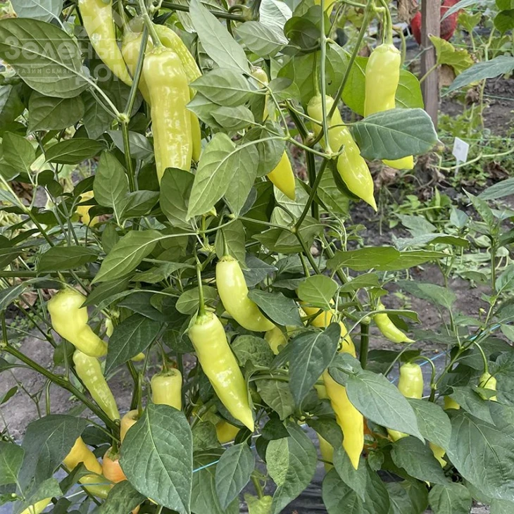 Дедо F1 / Dedo F1, 50 дней фото 1