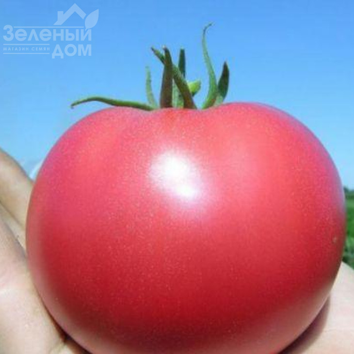 Розализа F1 / Rosaliesa F1,87-90 днів фото 2