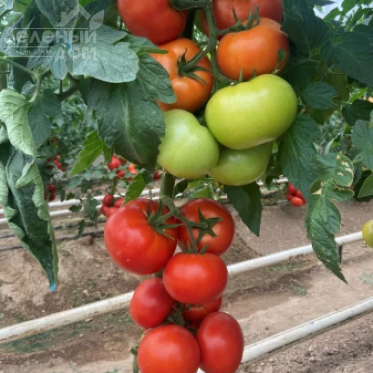 Васмия F1 / Vasmia F1 фото 2