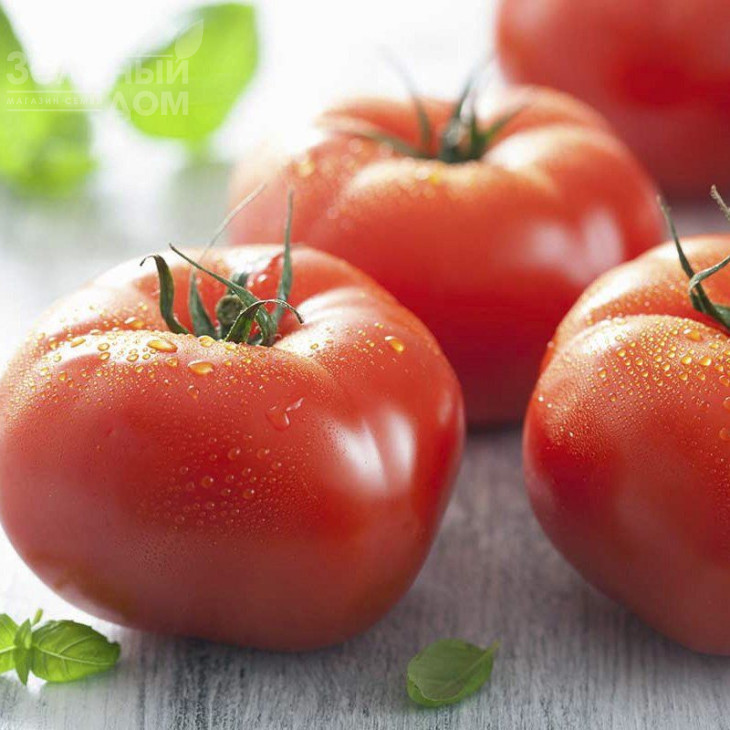 Уракан F1 / Urakan F1,75-80 днів фото 1