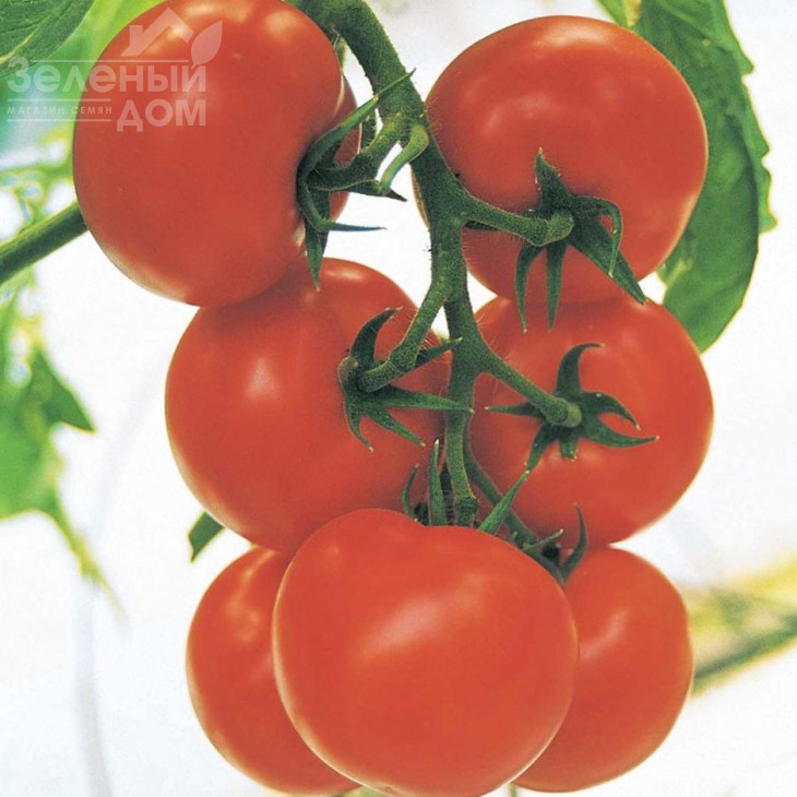 Крістал F1 / Cristal F1,65-75 днів фото 1