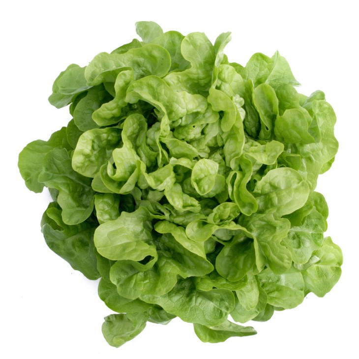 Кітонія / Kitonia фото 1