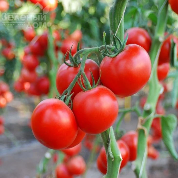 Аксиома F1 / Axiom F1,50-55 дней фото 5