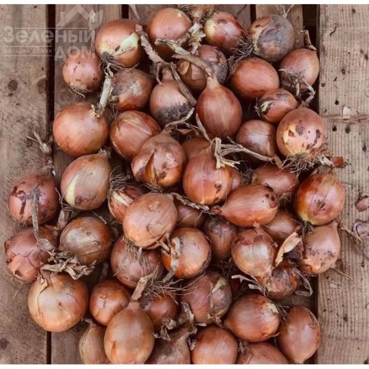 Борнео F1 / Borneo F1, 122-125 дней фото 1