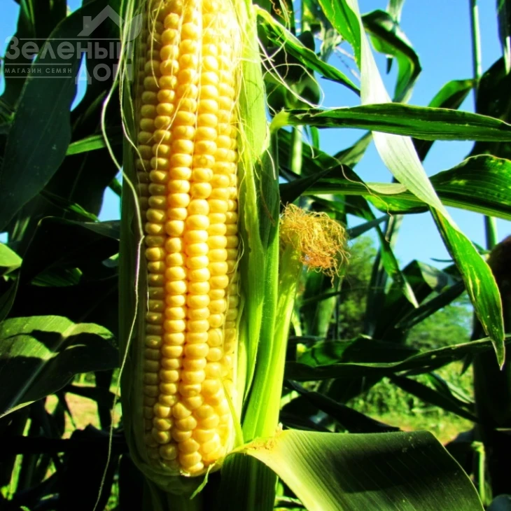 ЛС 899 F1 / LS 899 F1 фото 3