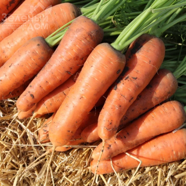 Шантане Ред Коред / Shantane Red Cored,100-110 дней фото 1