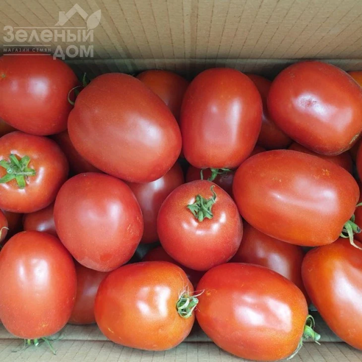 Кафа F1 / Kafa F1,70-75 дней фото 7