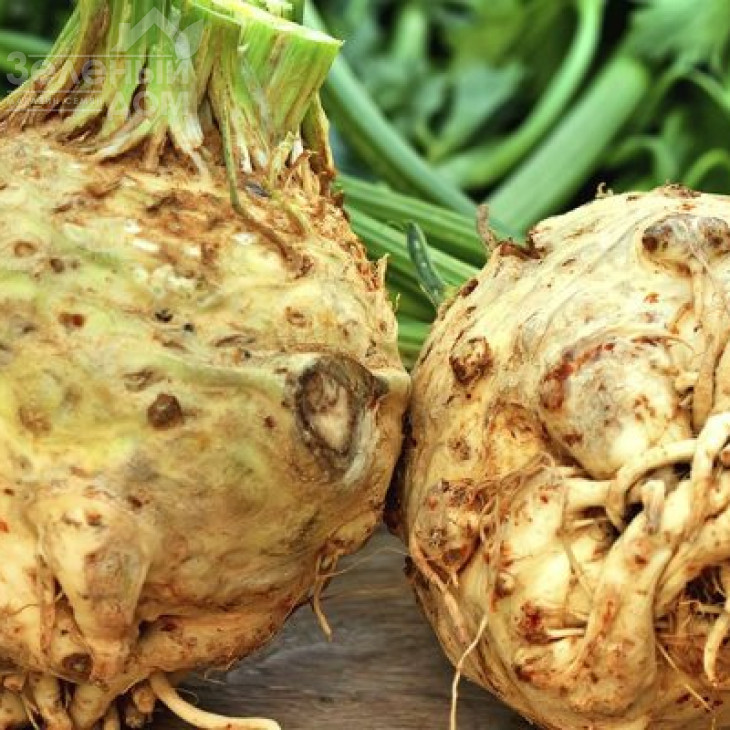 Максім / Maxim,145 днів фото 1