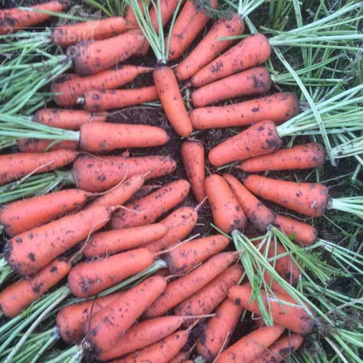 Абако F1 / Abaco F1,110 дней фото 5