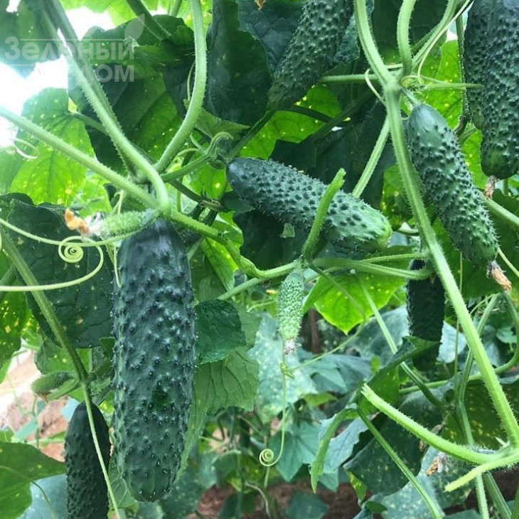 152-175 F1 / 152-175 F1,40-45 днів фото 5