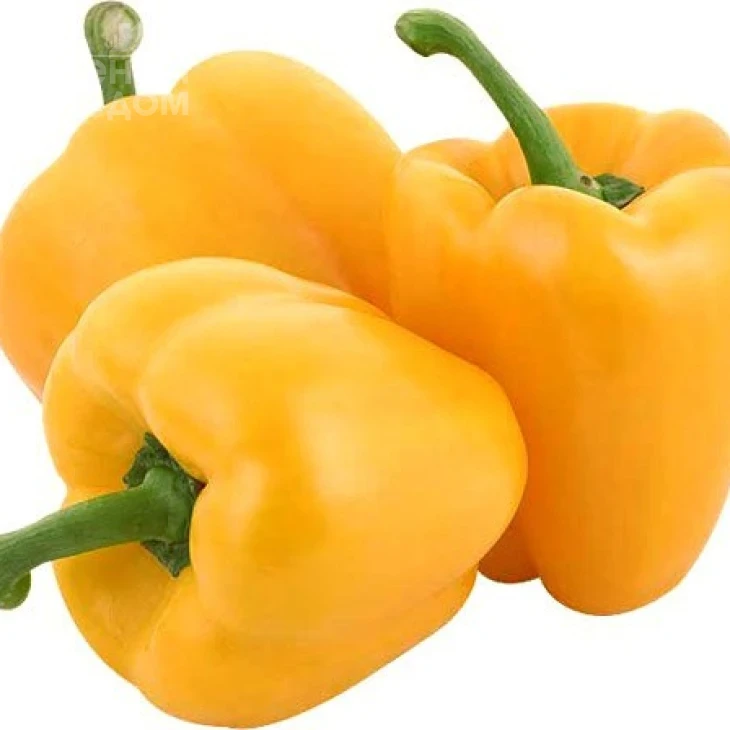 Минерва F1 / Minerva F1,70 дней фото 1