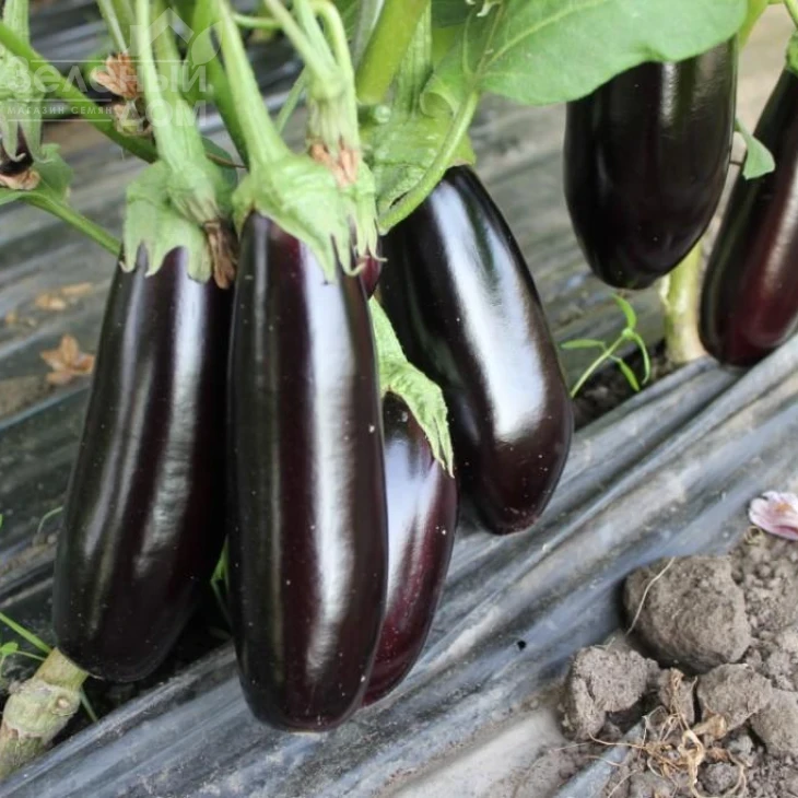 Честер F1 / Chester F1,65-75 дней фото 2