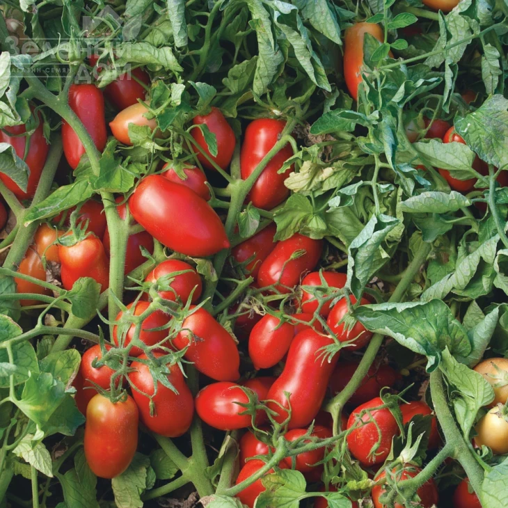 Умекс F1 / Umex F1, 63-65 дней фото 1