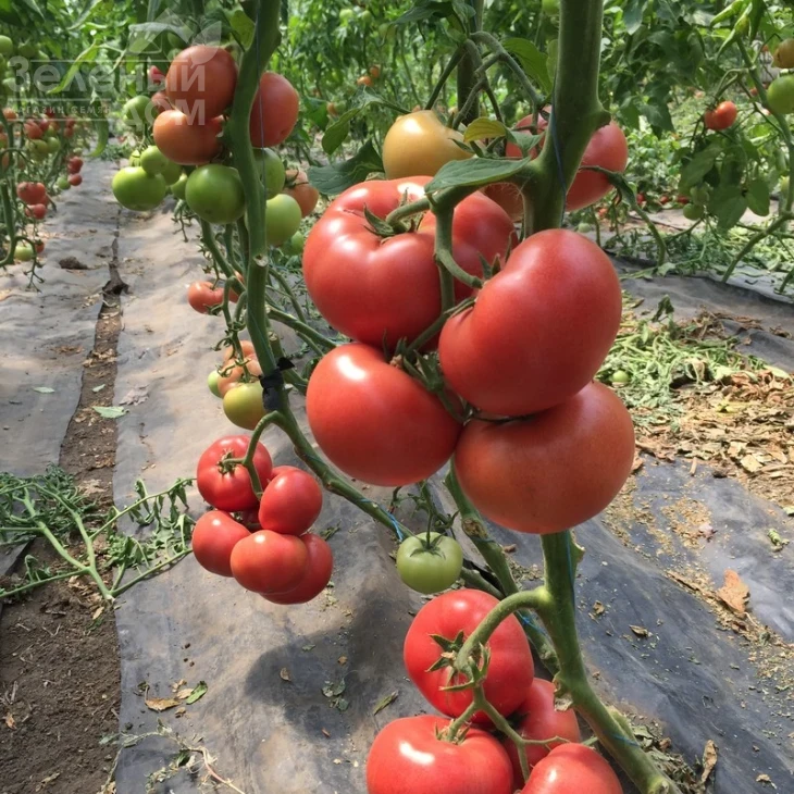 Пинк Кристал F1 / Pink Kristal F1,70 дней фото 5