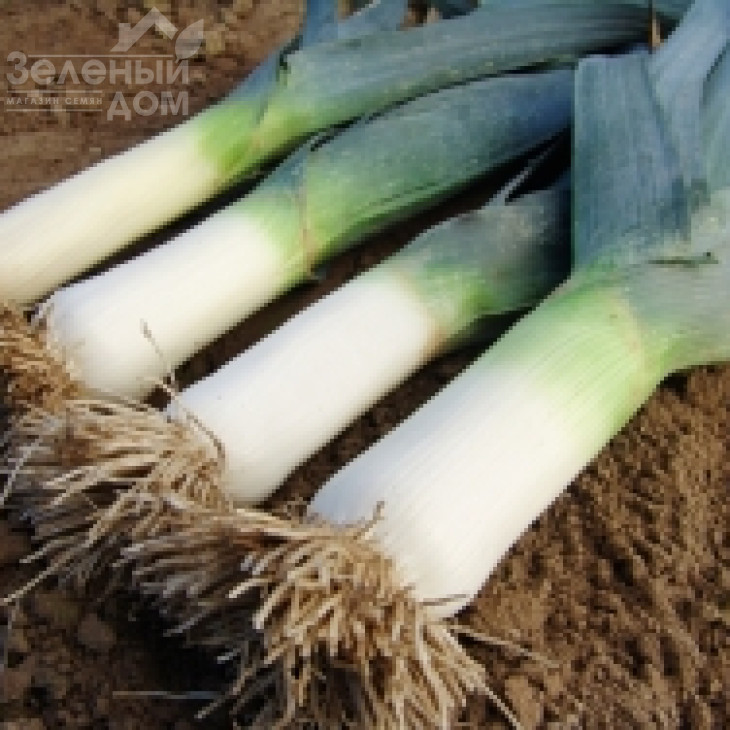 Елефант / Elefant,140-150 днів фото 1