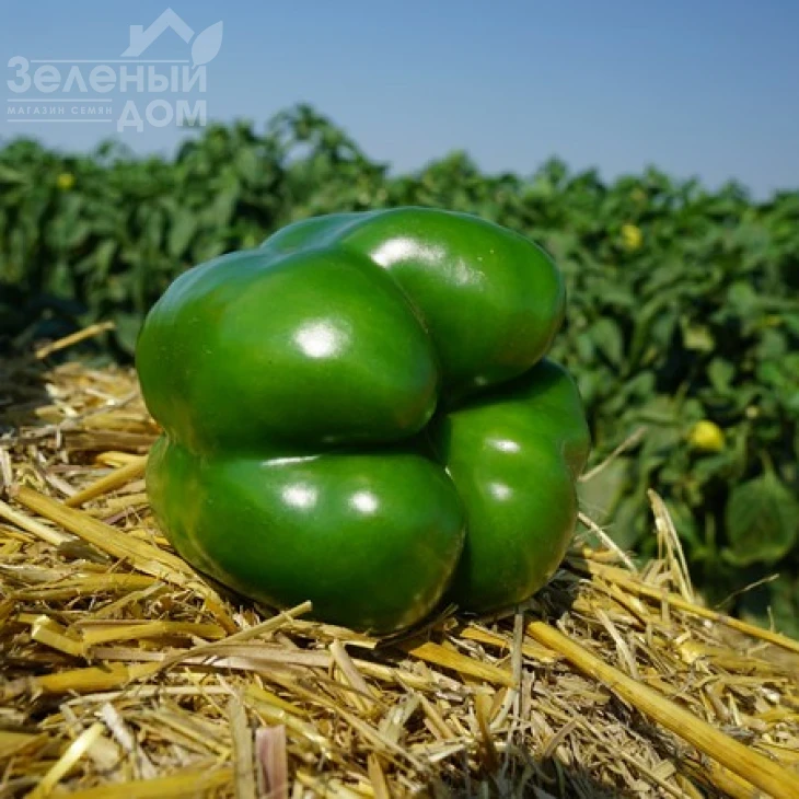 Марек F1 / Marek F1,70 дней фото 2