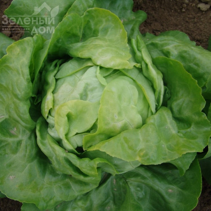 Ленто / Lento фото 1