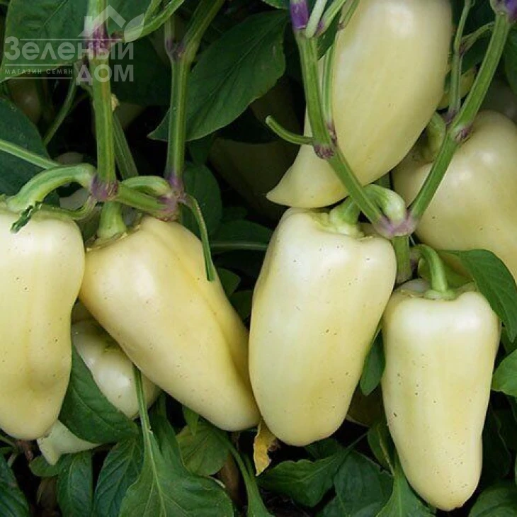 Хаски F1 / Haski F1 фото 1