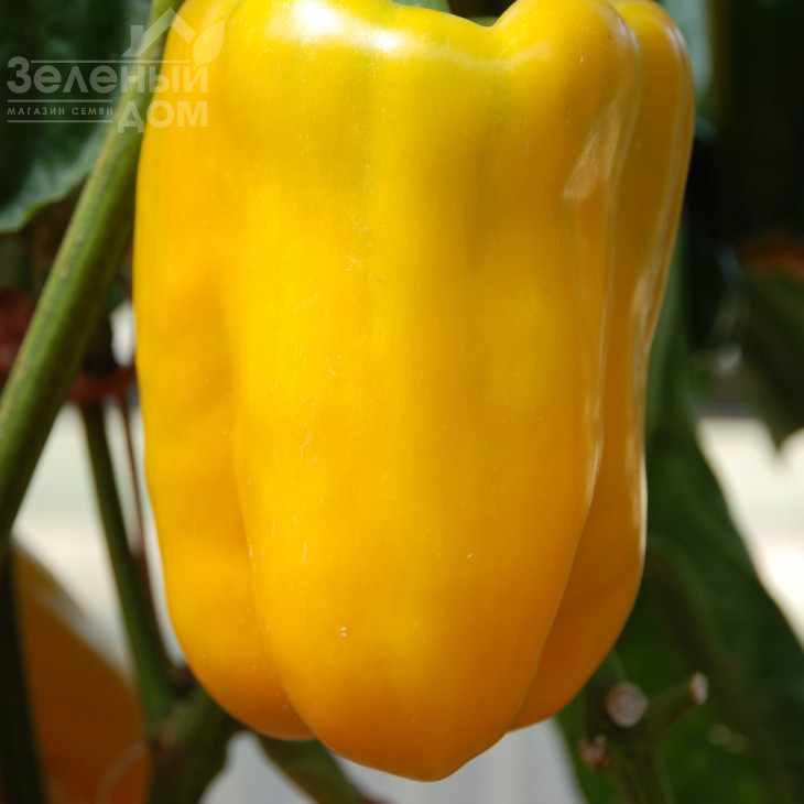 Мохай F1 / Mohay F1,82 дні фото 1