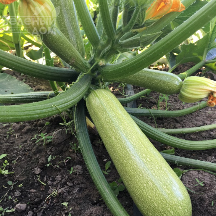 Марселла F1 / Marcella F1 фото 2