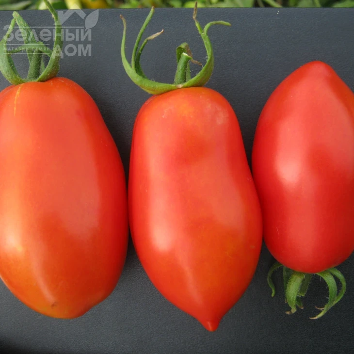 Талент F1 / Talent F1 фото 1