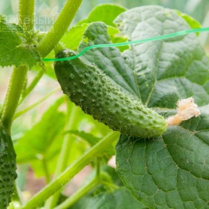 Артист F1 / Artist F1,40-45 дней фото 3