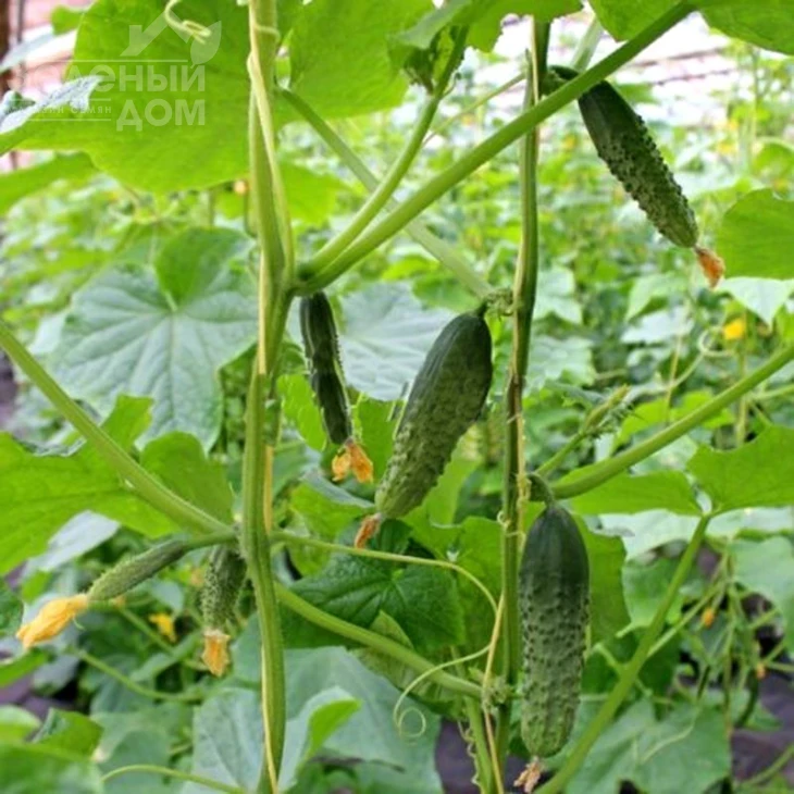 Наяда F1 / Najada F1,35-40 дней фото 1